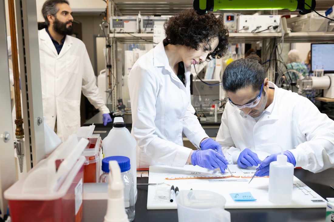 Lab members in white coats preparing human arterial tissue specimens at a laboratory bench.