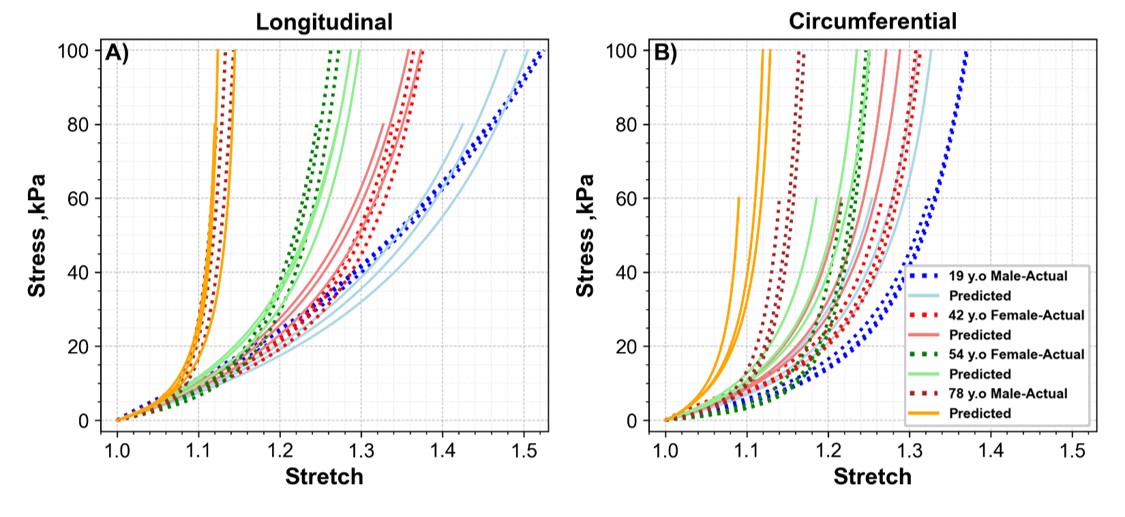 Two plots of Cauchy stress against stretch in the longitudinal and circumferential directions, comparing measured responses with machine learning predictions for four donors of different age and sex.